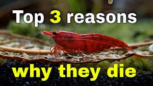 Why Are My Shrimp Dying? (A Guide To Prevent Shrimp Death) – Micro Aquatic  Shop