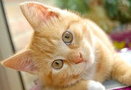 Noticias | Por qué a los seres humanos nos atrae tener animales domésticos