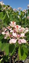 Image result for Bauhinia monandra