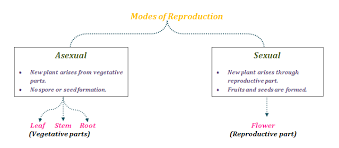 Reproduction Different Modes Of Plant Reproduction Byjus