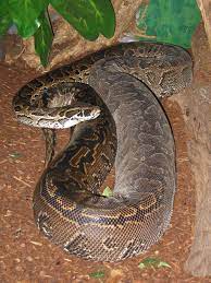 African Rock Python Largest Snake Snake Python