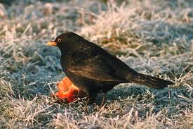 From middle english blakebird, blacbrid (ouzel; Virus Puts Danish Blackbirds Under Threat The Local