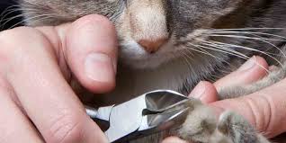 cat nail clippers for safe t