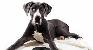 It started when he was having eating issues in june and then starting itching/rash and fur loss and then he had a eye flare up. Do Great Danes Shed Does This Big Breed Have A Shedding Problem