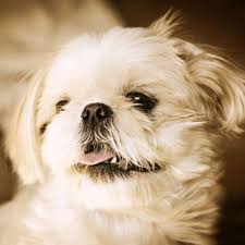 Shih tzu puppies for sale in georgia, shih tzu puppies for sale in ga, shih tzu breeders in georgia. Teacup Shih Tzus Breed Profile Information Training Care Lifestyle
