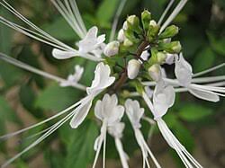 Image result for Haumaniastrum villosum