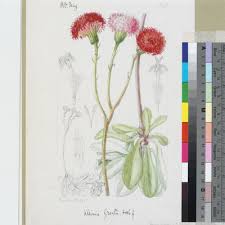 Image result for Kleinia grantii