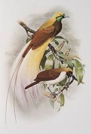 Animal Bird Of Paradise Drawing Birds Of Paradise Birds Of Paradise Bird Illustration Birds
