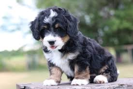 Maybe you would like to learn more about one of these? Mini Bernedoodle Breeder Mini Betnedoodles Available Mini Bernedoodle Puppies Forsale