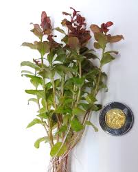 Image result for Ludwigia senegalensis