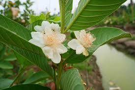 Image result for Psidium guajava