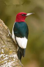 Ontario Bird Red Head Brown Body Pin On The Color Red