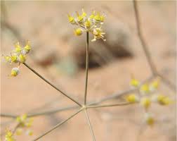 Image result for Deverra denudata