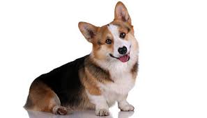 8 things i wish i knew before getting a corgi puppy! Best Dog Food For Corgis How And What To Feed Corgis Welsh Corgi Puppies Corgi Puppy Pembroke Welsh Corgi Puppies