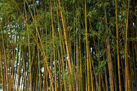 Golden Bamboo Bamboo Plants Golden Bamboo Bamboo Tree