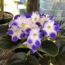 Image result for Saintpauliopsis