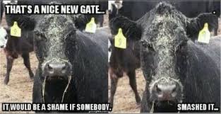 20 Of The Internet S Best Livestock Memes Cows Funny Farm Humor Livestock Quotes
