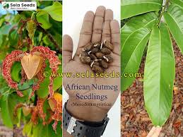 Image result for Monodora