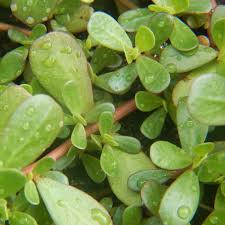 The purslane weed can be controlled though, if you are familiar with all of the ways it can thwart you trying to remove it. Purslane Green Seeds The Seed Collection