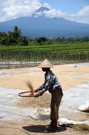  Sifting Rice In The Shadow Of Merapi Volcano Gambar Pedesaan Pemandangan Indonesia