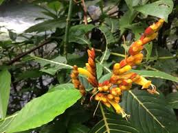 Image result for Sanchezia