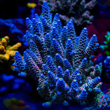 Image result for Acrotome tenuis