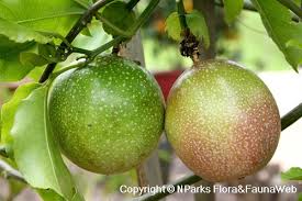 The purple passion fruit is native from southern brazil through paraguay to northern argentina. Passiflora Edulis Purple Fruit