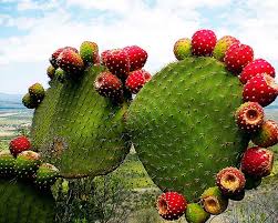Muy utilizada en la gastronomía en la actualidad, perú es el mayor productor de esta fruta que brinda grandes beneficios a nuestra salud, por lo que la oms recomienda su consumo. Aunque Me Espine La Mano La Tuna Y Sus Generosos Beneficios Para La Salud