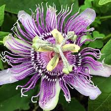 How to preserve a passion flower. Passionflower Truelove Seeds
