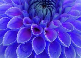 Centre Of Blue And Purple Dahlia Flower Greeting Card by Rosemary Calvert