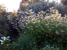 Image result for Fagopyrum