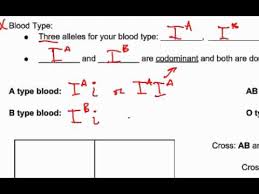 Instances in which a particular gene may exist in three or more allelic forms are. 8 6 Codominance And Multiple Alleles Youtube