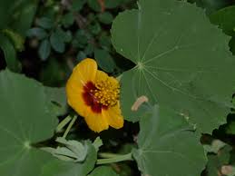 Image result for Abutilon guineense