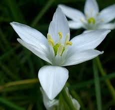 Oftentimes what appear to be petals are actually sepals or bracts. Star Of Bethlehem Star Of Bethlehem Wild Flower Finder
