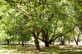 Ozark Trees Butternut Trees White Walnut And Black Walnut Tree Ozark Plants