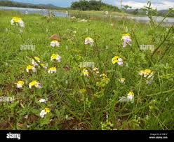 Image result for Heliotropium elongatum