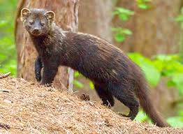 According to wpri, police and. The Fox The Fisher And Those Curious Noises In The Night The Valley Breeze