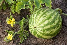 How To Grow Watermelon 5 Tips For Planting Harvesting Better Homes And Gardens