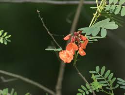 Image result for Sesbania keniensis
