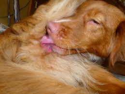 Je größer die rasse, desto später wird deine hündin läufig. Toller Hundin Nita Ist Laufig Nova Scotia Duck Tolling Retriever Www Tollertoller De