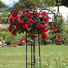 The pretty polly® white rose is years in the making, developed to perfection by experts. Chevy Chase Weeping Standard Rose Peter Beales Roses The World Leaders In Shrub Climbing Rambling And Standard Classic Roses