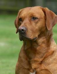 Located in berthoud, colorado, iron mountain pointing labs is a 35 acre ranch nestled against the foothills. 9 Next Dog Fox Red Lab Ideas Fox Red Labrador Red Labrador Red Lab