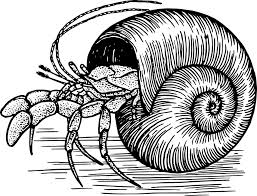 Sirene mit muscheln und seesterne. Krabbe Krebstiere Muschel Kostenlose Vektorgrafik Auf Pixabay