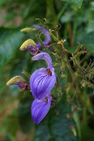 Image result for Brillantaisia owariensis