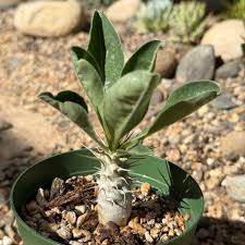 Image result for Pachypodium saundersii