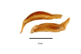 Image result for Greyiaceae