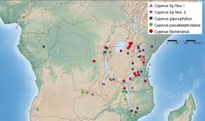 Image result for Cyperus pseudoleptocladus
