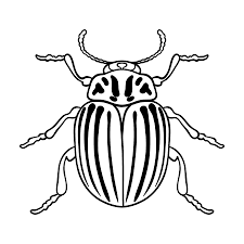 icone de coleoptere colorado dans la conception contour isole sur fond blanc insectes symbole illustration vectorielle stock clip art libres droits vecteurs et image 67722089 coloriage grenouille venimeuse