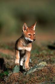 While they do live in packs, they don't hunt together. Ethiopian Wolf Field Project Ethiopian Wolf Wild Dogs Animals Wild