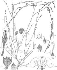 Image result for Seddera suffruticosa